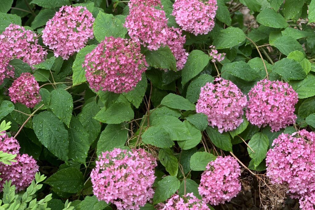 Hydrangeas