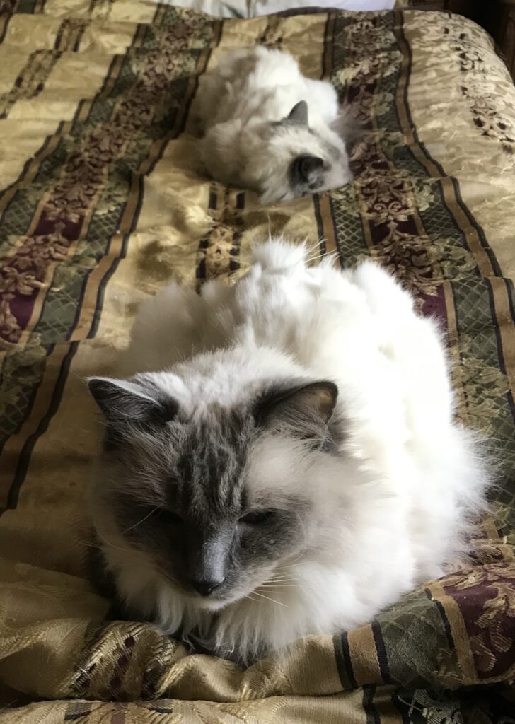 Post Shave Cats