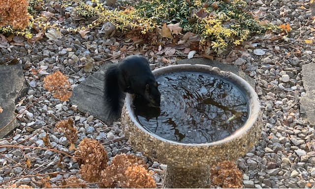 black squirrel water fountain