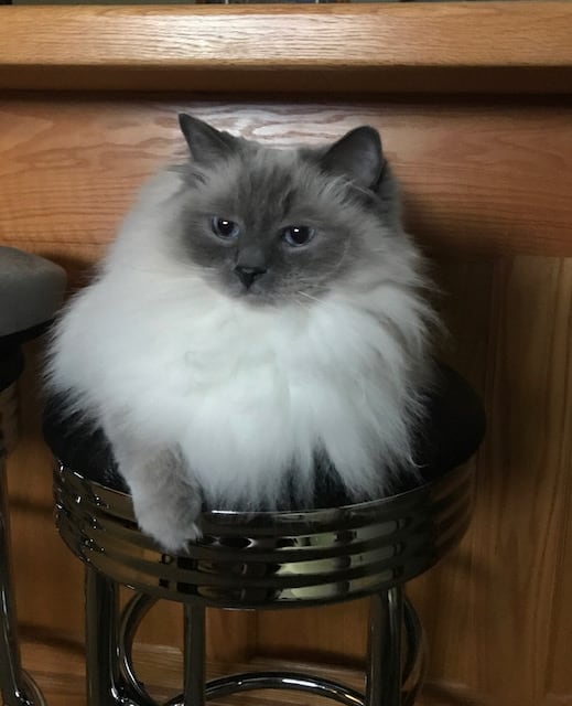 Bella on a stool