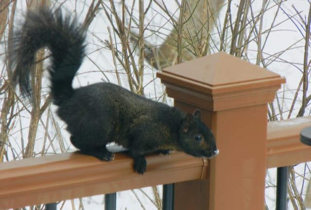 black squirrel on the deck railing
