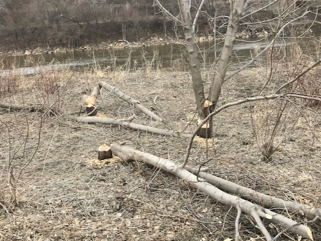 Beaver evidence