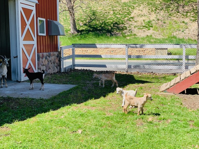 Baby goats at the local park