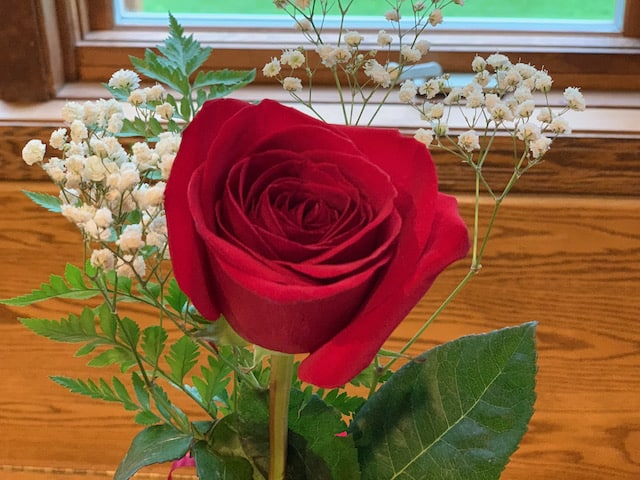 Red rose in a vase.
