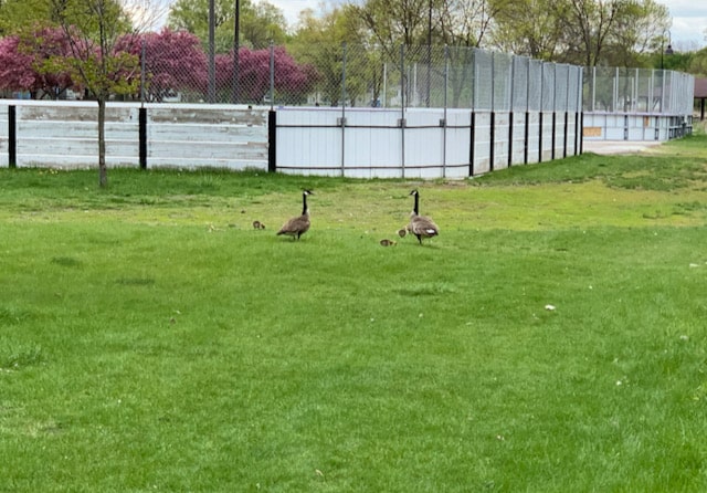Canada geese and goslings.
