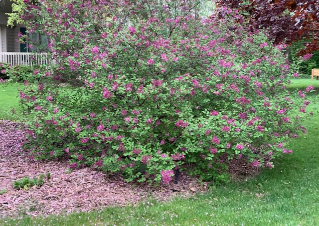 lilac bush
